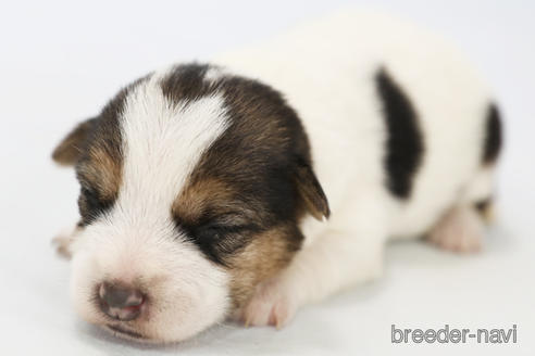 成約済の神奈川県のジャックラッセルテリア-240354の4枚目